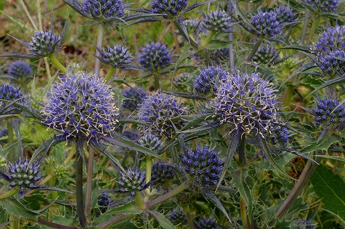 Mediterranean Sea Holly